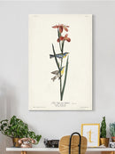 Blue Yellow-back Warbler Wall Art -John James Audubon Designs