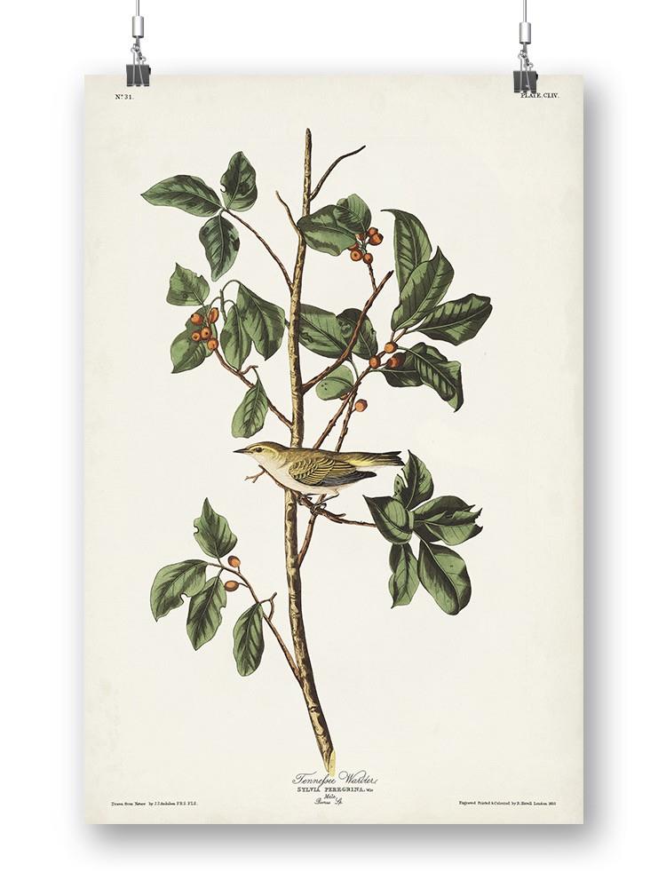 Tenessee Warbler Wall Art -John James Audubon Designs