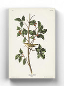 Tenessee Warbler Wall Art -John James Audubon Designs