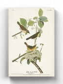 Yellow-Breasted Warbler Wall Art -John James Audubon Designs