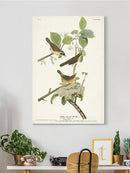 Yellow-Breasted Warbler Wall Art -John James Audubon Designs