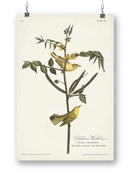 Children's Warbler Wall Art -John James Audubon Designs