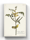 Children's Warbler Wall Art -John James Audubon Designs