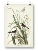 Mac Gillivray's Finch Wall Art -John James Audubon Designs