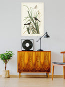 Mac Gillivray's Finch Wall Art -John James Audubon Designs