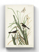 Mac Gillivray's Finch Wall Art -John James Audubon Designs
