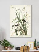 Mac Gillivray's Finch Wall Art -John James Audubon Designs