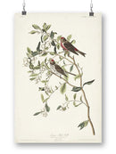 Lesser Red Poll Wall Art -John James Audubon Designs