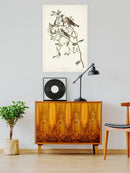 Lesser Red Poll Wall Art -John James Audubon Designs