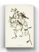 Lesser Red Poll Wall Art -John James Audubon Designs