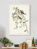 Lesser Red Poll Wall Art -John James Audubon Designs