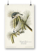 Crested Titmouse Wall Art -John James Audubon Designs