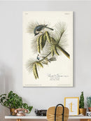 Crested Titmouse Wall Art -John James Audubon Designs