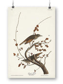 Hermit Thrush Wall Art -John James Audubon Designs