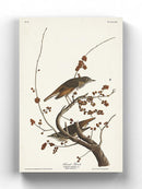 Hermit Thrush Wall Art -John James Audubon Designs