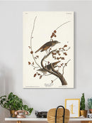 Hermit Thrush Wall Art -John James Audubon Designs