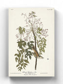 White-Eyed Flycatcher Wall Art -John James Audubon Designs