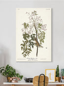 White-Eyed Flycatcher Wall Art -John James Audubon Designs