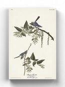 Bluegrey Flycatcher Wall Art -John James Audubon Designs