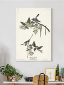 Bluegrey Flycatcher Wall Art -John James Audubon Designs