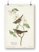 White-Throated Sparrow Wall Art -John James Audubon Designs