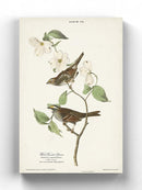 White-Throated Sparrow Wall Art -John James Audubon Designs