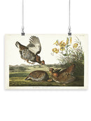 Pinnated Grouse Wall Art -John James Audubon Designs