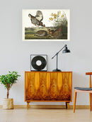 Pinnated Grouse Wall Art -John James Audubon Designs