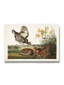 Pinnated Grouse Wall Art -John James Audubon Designs