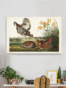 Pinnated Grouse Wall Art -John James Audubon Designs