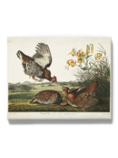 Pinnated Grouse Wall Art -John James Audubon Designs