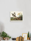 Pinnated Grouse Wall Art -John James Audubon Designs