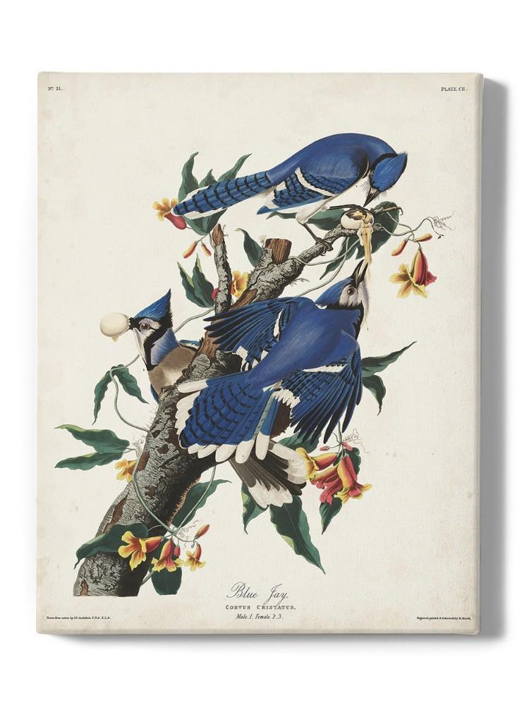 Blue Jay Iii Wall Art -John James Audubon Designs