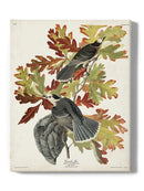 Canada Jay Iii Wall Art -John James Audubon Designs