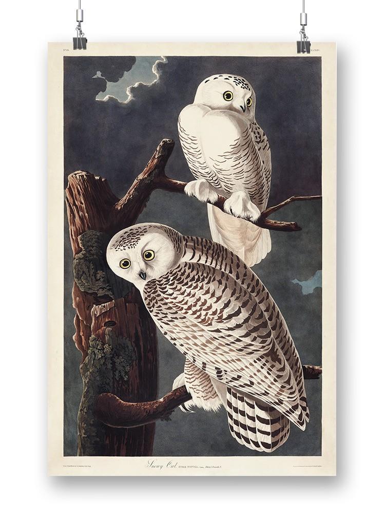 Snowy Owl Iii Wall Art -John James Audubon Designs
