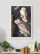 Snowy Owl Iii Wall Art -John James Audubon Designs