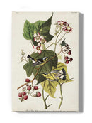 Black And Yellow Warbler Iii Wall Art -John James Audubon Designs