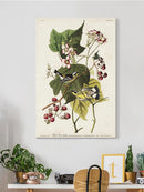 Black And Yellow Warbler Iii Wall Art -John James Audubon Designs