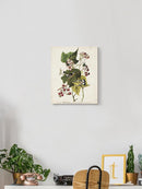 Black And Yellow Warbler Iii Wall Art -John James Audubon Designs