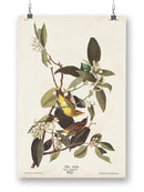 Palm Warbler Iii Wall Art -John James Audubon Designs