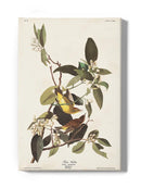 Palm Warbler Iii Wall Art -John James Audubon Designs