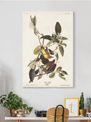 Palm Warbler Iii Wall Art -John James Audubon Designs