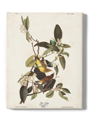 Palm Warbler Iii Wall Art -John James Audubon Designs