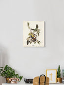 Palm Warbler Iii Wall Art -John James Audubon Designs