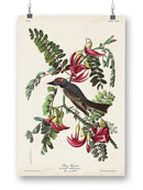 Piping Flycatcher Ii Wall Art -John James Audubon Designs
