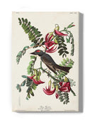 Piping Flycatcher Ii Wall Art -John James Audubon Designs