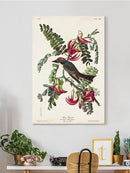 Piping Flycatcher Ii Wall Art -John James Audubon Designs