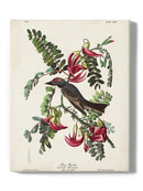 Piping Flycatcher Ii Wall Art -John James Audubon Designs