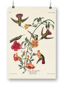 Mango Hummingbird Iii Wall Art -John James Audubon Designs