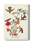 Mango Hummingbird Iii Wall Art -John James Audubon Designs